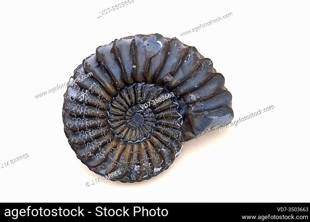 Piritized fossil ammonites (Pleuroceras sp. ). This extinct marine animals are cephalopoda ammonoidea and lived on Jurassic. Sample