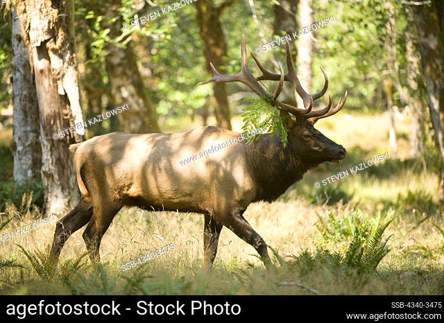 Roosevelt elk (Cervus canadensis roosevelti) walking in a forest, Quinault River, Olympic National Park, Olympic Peninsula, Washington State, USA