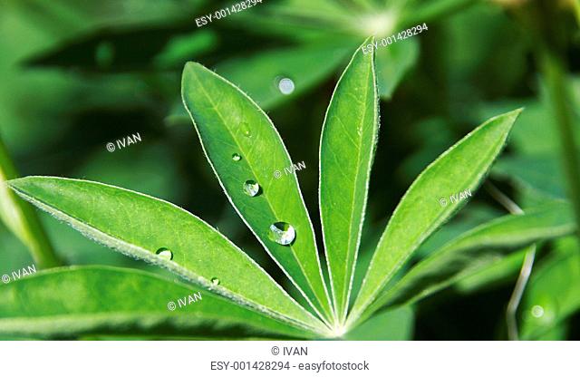 Drop leaf