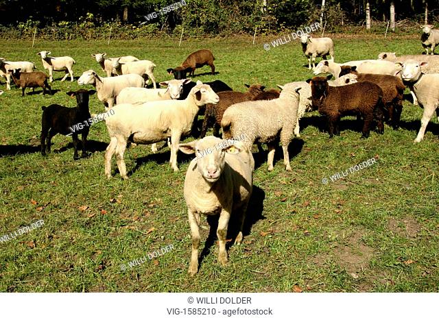 Domestic sheeps are grazing in East Switzerland. - SWITZERLAND, 01/01/2009