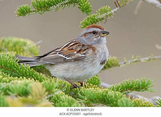 American Tree Sparrow Spizella arborea perched on a branch in Churchill, Manitoba, Canada