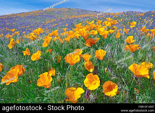 Poppy, California poppies, Eshscholtzia californica, Antelope Valley Poppy Preserve, California, USA