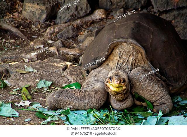 Saddleback Giant Land Tortoise Lonesome George, Galapagos Islands