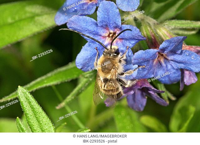 Long-horned bee (Eucera tuberculata), male searching for nectar, Untergroeningen, Baden-Wuerttemberg, Germany, Europe