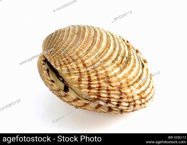Shells, venus verrucosa, shell against white background