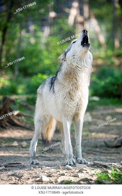 North American timber wolf howling at the Wolf Science Centre in Ernstbrunn in Austria  Wolves howl to communicate between packs