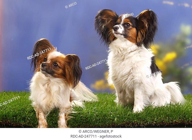 Papillons bitches adult and 8 months Continental Toy Spaniel Butterfly Dog