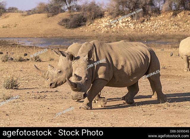 Africa, Namibia, Private reserve, White rhinoceros or square-lipped rhinoceros (Ceratotherium simum) , Adult, captive