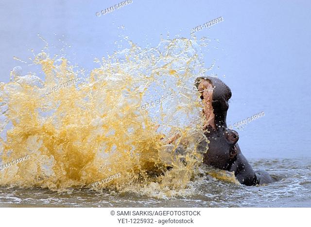 Hippo splashing water (hippopotamus amphibius), Kruger National Park, South Africa