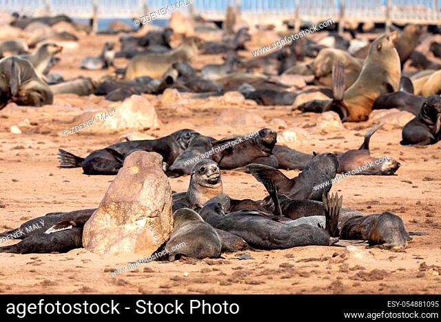 huge colony of brown fur seal in Cape Cross, Namibia safari wildlife