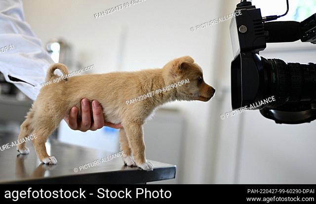 PRODUCTION - 25 April 2022, Hessen, Gießen: Puppy ""Boni"" looks curiously into a TV camera during an examination at the veterinary outpatient clinic of the...