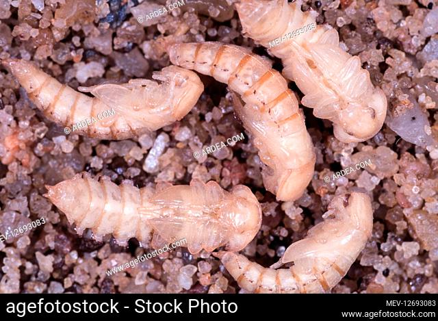 Mealworm beetle, Tenebrio molitor, pupa. Pupa is the second stage of the development just before the adult insect. Mealworms are considered pests