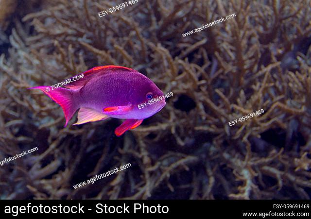 underwater scenery showing a purple coral fish in natural ambiance