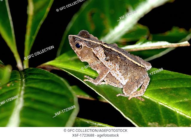 South American Common Toad, Leaf Toad, Rhinella margaritifera, Sapo Crestado, Tiputini rain forest, Yasuni National Park, Ecuador