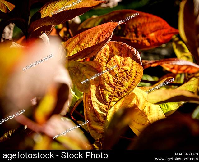 Weigela leaves in autumn