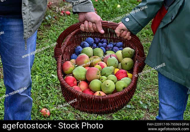 17 September 2022, Brandenburg, Müncheberg: Two people carry a basket with freshly picked apples, pears and plums to the Orchard Festival on the grounds of the...