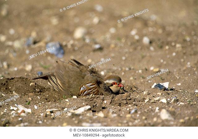 French Partridge - dust bathing (Alectoris rufa). Dust-bathing