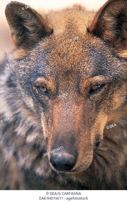 Zoology. Apennine wolf, Italy, Abruzzi National Park