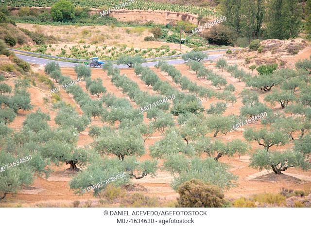 olive groves in Rioja Alavesa, Spain, Europe