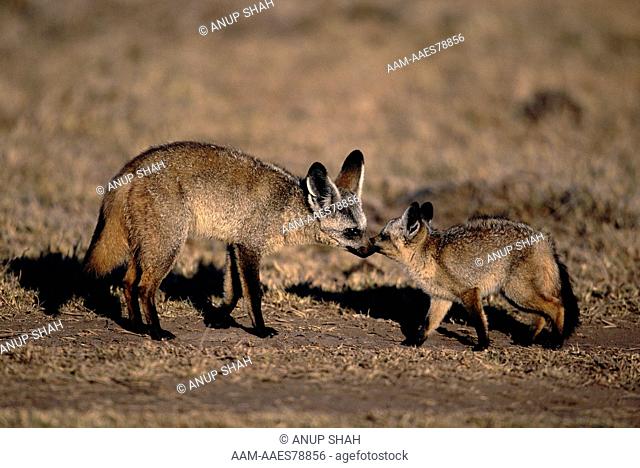 Bat-eared Fox cub begging food from adult (Otocyon megalotis) Maasai Mara National Reserve, Kenya