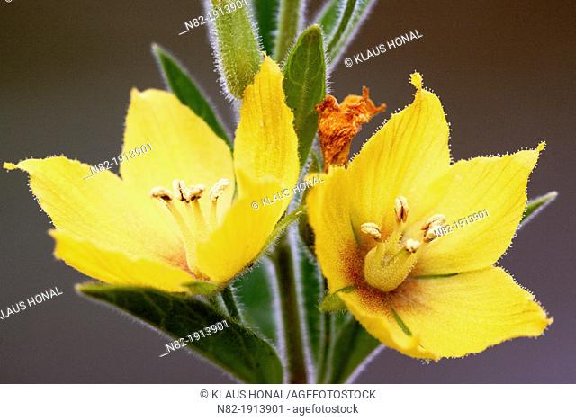 Close up of Spotted Loosestrife or Yellow Loosestrife Lysimachia punctata blossoms - Bavaria/Germany