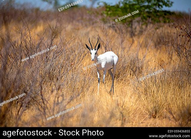 Very rare albino springbok, Etosha National Park, namibia