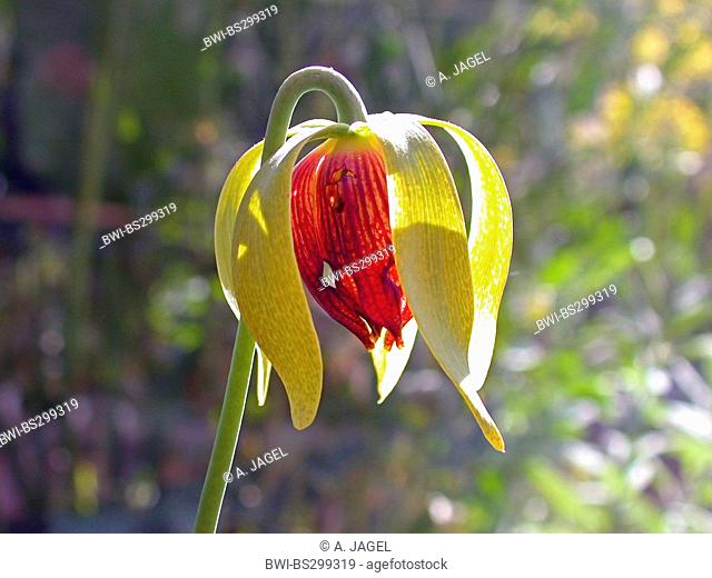 California pitcher plant, Cobra Lily Plant (Darlingtonia californica), flower