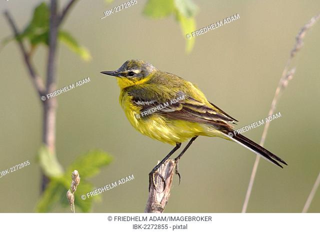 Yellow wagtail (Motacilla flava), male singing, perched on its song post, Lake Neusiedl, Burgenland, Austria, Europe