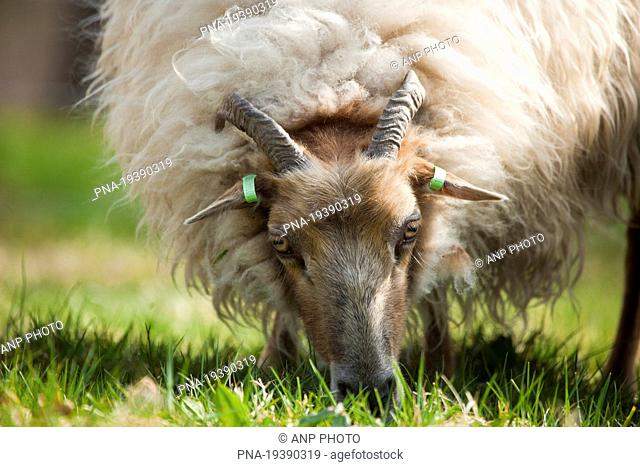 sheep Ovis domesticus - National Park Dwingelderveld, Dwingeloo, Drenthe, The Netherlands, Holland, Europe