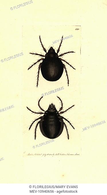 Archipteria coleoptrata mite. Handcolored copperplate engraving from George Shaw and Frederick Nodder's The Naturalist's Miscellany, London, 1800