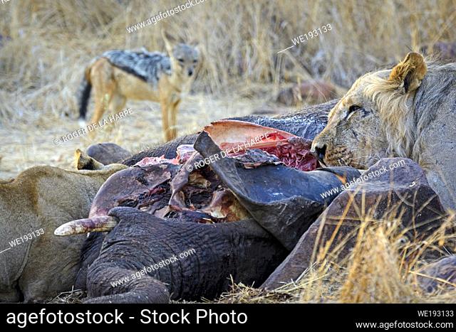 Masai lion or East African lion (Panthera leo nubica syn. Panthera leo massaica) feeding on an African bush elephant (Loxodonta africana) that they have killed...