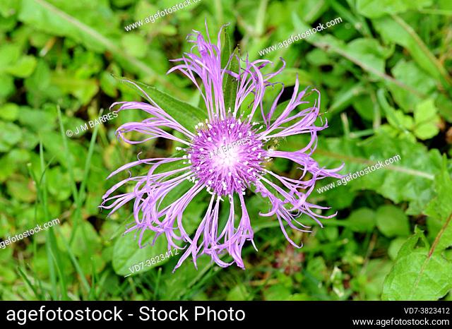 Alpine greater knapweed (Centaurea scabiosa alpestris) is a perennial plant native to Europe. Inflorescence detail. This photo was taken in Alps, France
