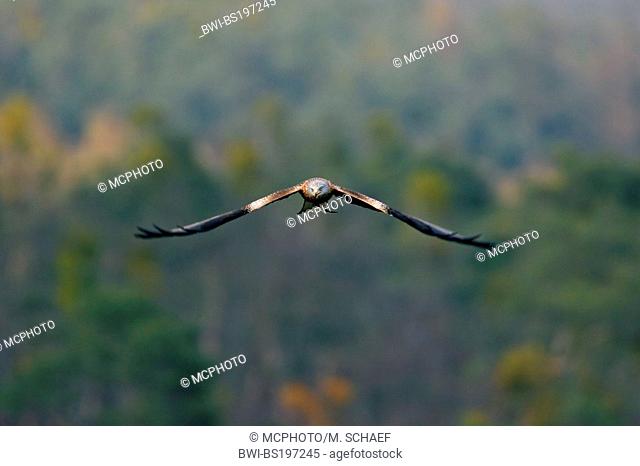 red kite (Milvus milvus), flying, Germany, Hesse
