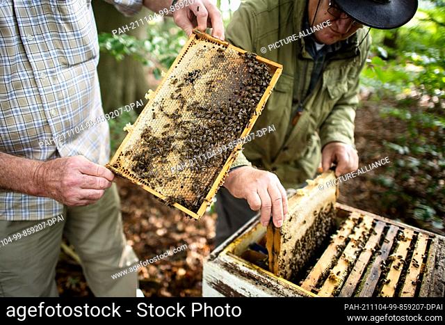 28 September 2021, Lower Saxony, Kirchlinteln: Beekeepers check the bee colonies on honeycombs located near the flowering area