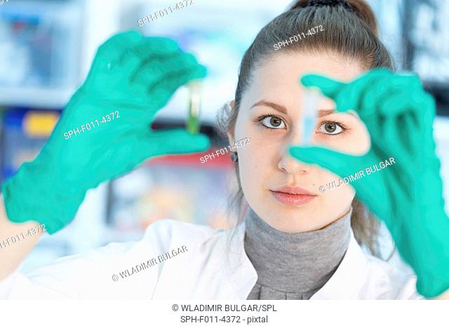 Female laboratory assistant wearing latex gloves holding samples