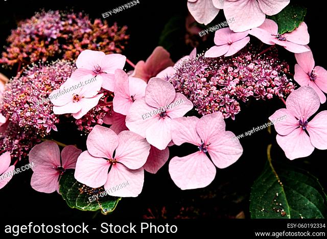 Beautiful Hydrangea Serrata Juno flowers background, pink and green color