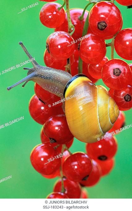 Brown-lipped Snail, Grove Snail (Cepaea nemoralis) crawling on Red Currants, Germany