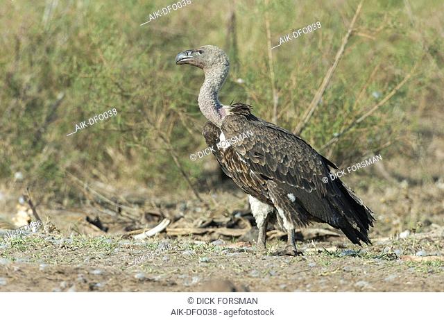 Ruppell's Vulture (Gyps rueppellii) standing near at carcass in rural Spain. Recent vagrant from Africa where it is critically endangered