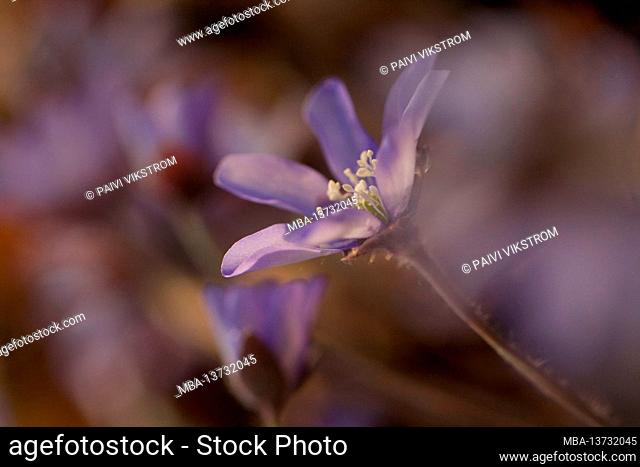 Close-up of Anemone hepatica, (Hepatica nobilis), soft nature background, Finland