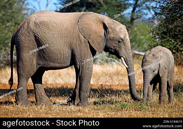 Elefanten im Kruger Nationalpark Südafrika; african elephants, south africa, wildlife