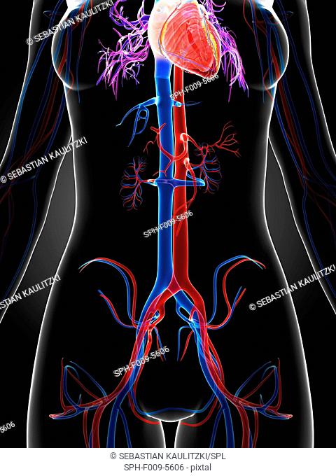 Female vascular system, computer artwork