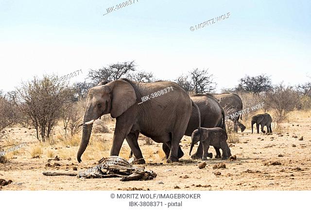 Small herd of African Bush Elephants (Loxodonta africana) marching with a calf past a skeleton of a giraffe, Etosha National Park, Namibia