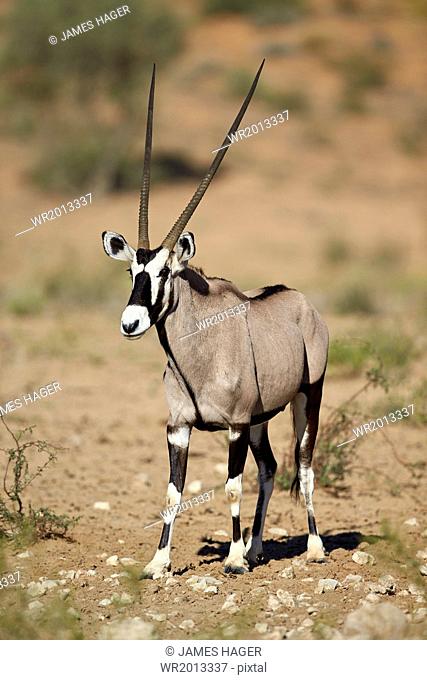 Gemsbok (South African oryx) (Oryx gazella), Kgalagadi Transfrontier Park encompassing the former Kalahari Gemsbok National Park, South Africa, Africa