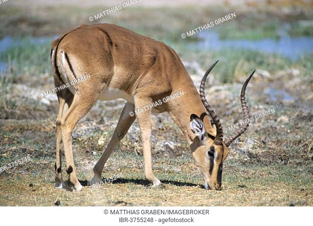 Blacked-faced Impala or Black-faced Impala(Aepyceros melampus petersi) grazing, Kunene Region, Namibia
