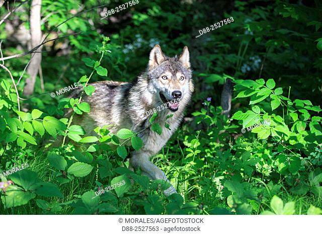 United States, Minnesota, Wolf or Gray Wolf or Grey Wolf Canis lupus