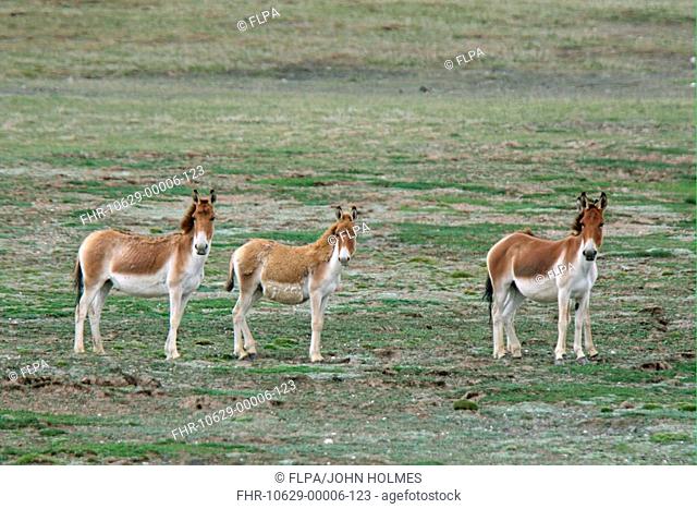 Tibetan Wild Ass Equus kiang family group, standing, Qinghai Province, Tibetan Plateau, China, august