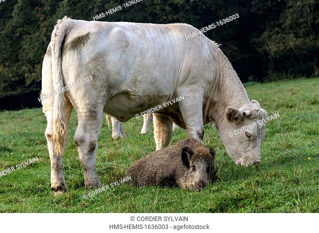France, Haute Saone, Vesoul, Wild Boar (Sus scrofa), and Charolais cow