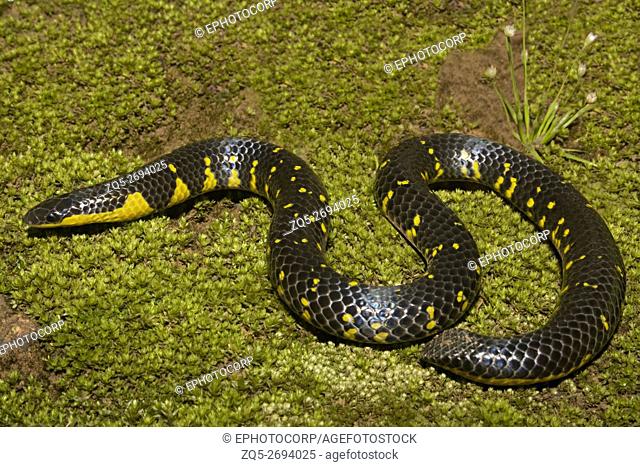 Bombay Shieldtail Snake Uropeltis macrolepis photographed at Amboli
