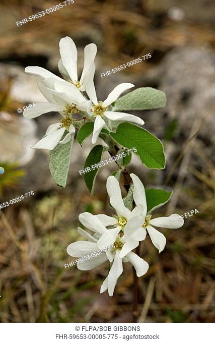 Snowy Mespilus Amelanchier ovalis close-up of flowers, on limestone causse, France
