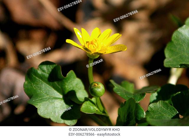 beautiful spring yellow flower